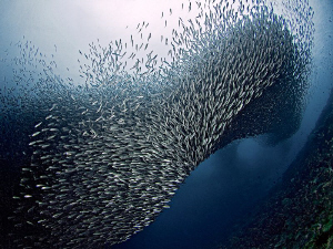 "Sardines at Pescador Island" by Henry Jager 